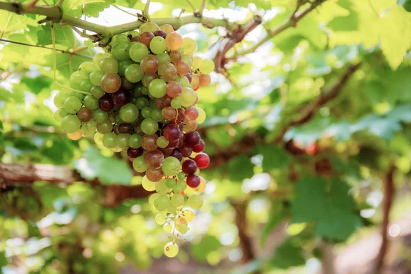 Uvas Árvore Luz Sol Fazenda Tailândia — Fotografia de Stock