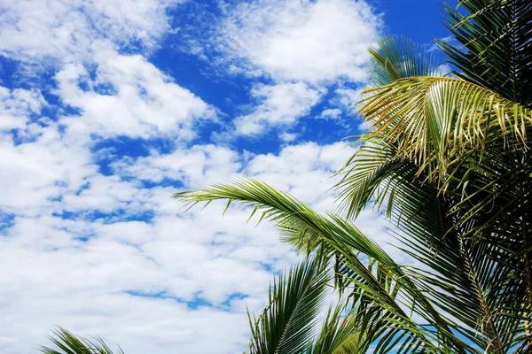 夏天的棕榈叶与阳光在天空 — 图库照片