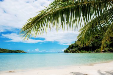 Güneş ışığı ile plajda palmiye yaprakları.