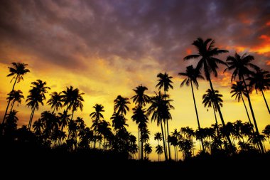 Renkli gökyüzü ile plajda palmiye ağacı batımında silüeti.