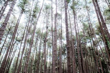 Çam ağacı ile gökyüzü, kış aylarında doğanın güzel.