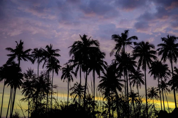 夜に空を背景にヤシの木のシルエット — ストック写真