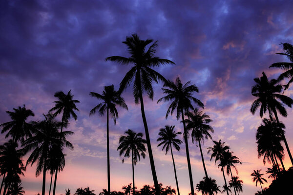 Силуэт пальмы на закате с фиолетовым цветом неба
.