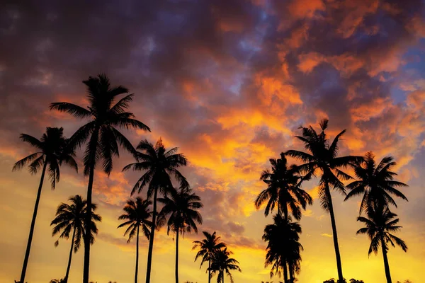 Silhouette Palme Bei Sonnenuntergang Mit Bunten Wolken Himmel — Stockfoto