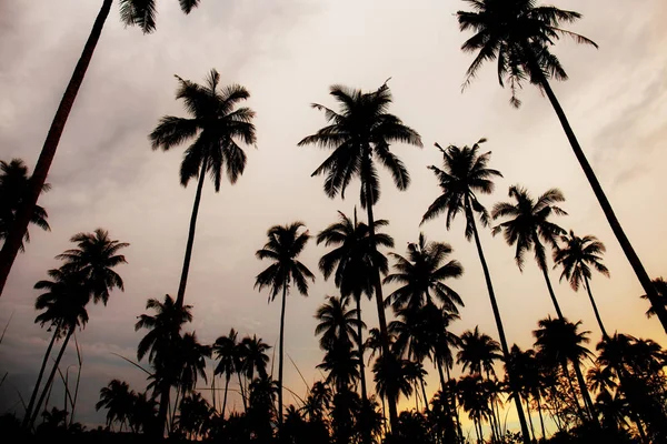 Silueta Palma Při Západu Slunce Oblohy Pozadím — Stock fotografie