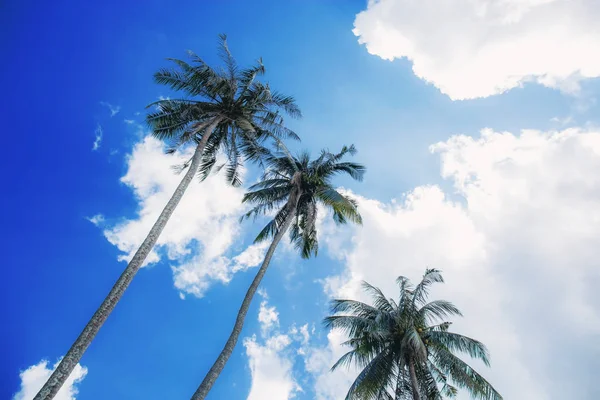 阳光在天空中的椰子树. — 图库照片
