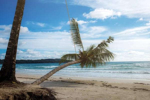 Coconut tree at sea. — Stock Photo, Image