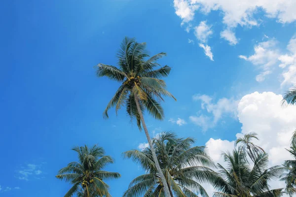 蓝天上的椰子树. — 图库照片