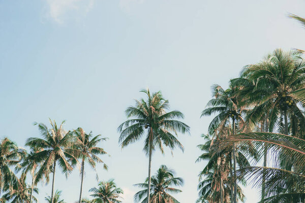 Coconut tree at sky in summer.