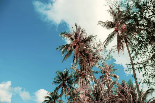 Kokosowe drzewo schnie w niebo. — Zdjęcie stockowe