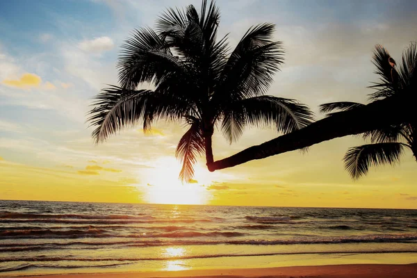 Kokospalme am Strand bei Sonnenuntergang. — Stockfoto