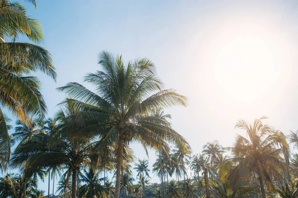 阳光下的椰子树. — 图库照片