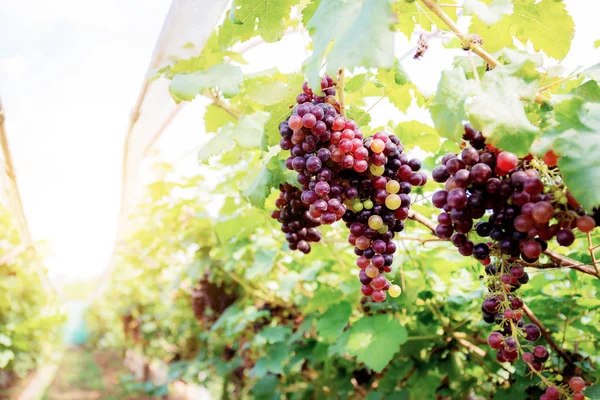 Uvas rojas en el viñedo a la luz del sol . — Foto de Stock