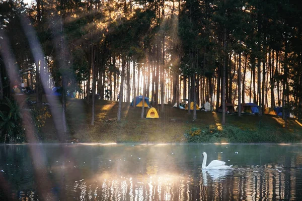 Blanco de cisne en el lago al amanecer . —  Fotos de Stock