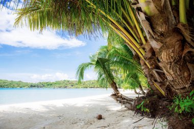 Sahildeki palmiye ağacı.