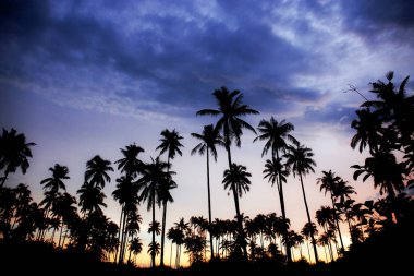 Palmiye ağacı silueti gökyüzüne ile.