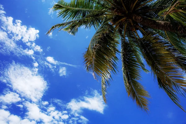 Palmowe drzewo w błękitne niebo. — Zdjęcie stockowe