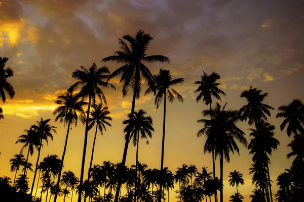 Palme mit goldenem Himmel. — Stockfoto