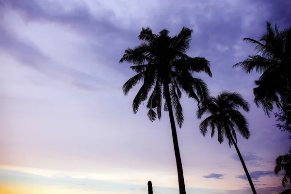 Palme mit violettem Himmel. — Stockfoto