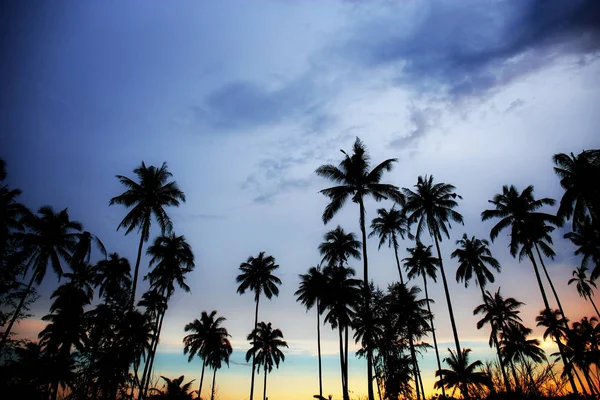 夕暮れ空に椰子の木. — ストック写真