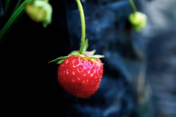 农场树上的草莓. — 图库照片
