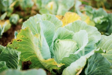 Güneş ışığı ile kurur Lahana yaprakları.