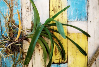 Saksı orkide ağaçta ahşap.