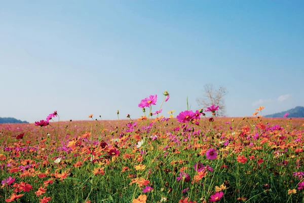 Cosmos sur le terrain au ciel bleu . — Photo