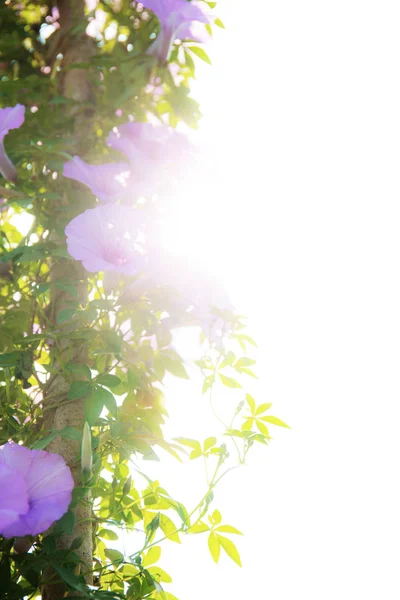 Fleur pourpre avec lumière du soleil au ciel . — Photo