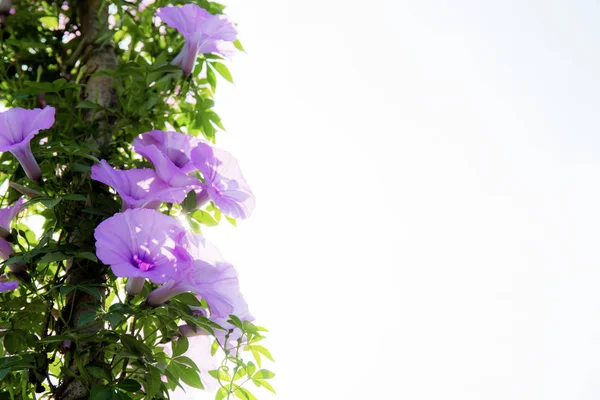 Flor púrpura con fondo blanco . — Foto de Stock