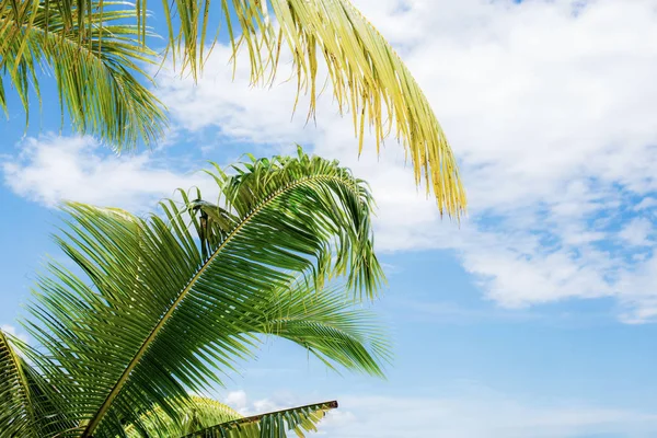 Folhas de coco no céu . — Fotografia de Stock