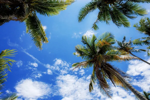 Árbol de coco en cielo azul . — Foto de Stock