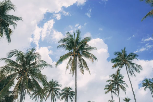 与天空的椰子树. — 图库照片