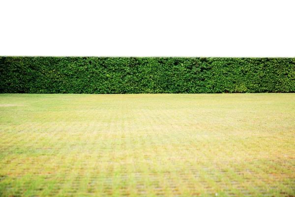 芝生とヘッジ白の孤立した背景. — ストック写真