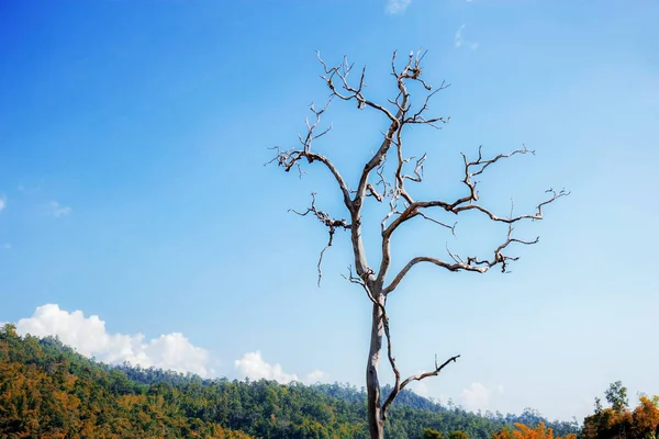 Essicca l'albero con cielo blu . — Foto Stock