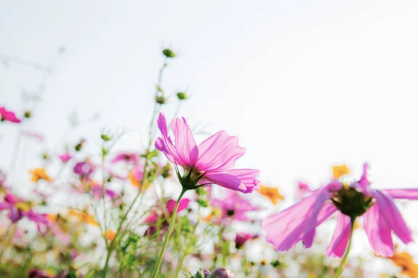 Kosmos blomma på vit bakgrund. — Stockfoto