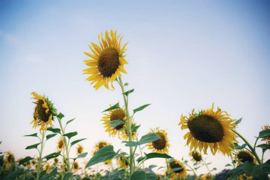 Ayçiçeği gökyüzü ile.