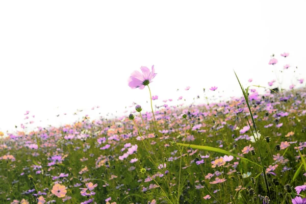 아름다운 필드에 핑크 코스모스. — 스톡 사진