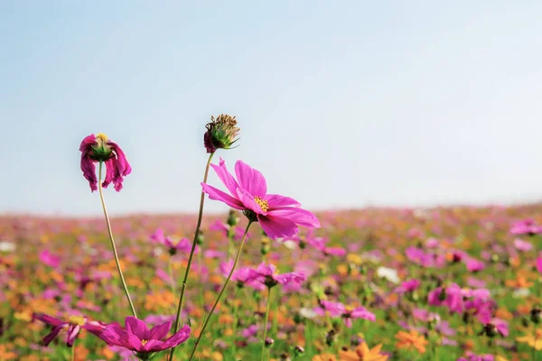 Ροζ του σύμπαντος λουλούδι στο χωράφι. — Φωτογραφία Αρχείου