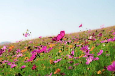 Evren gökyüzünde sahada.