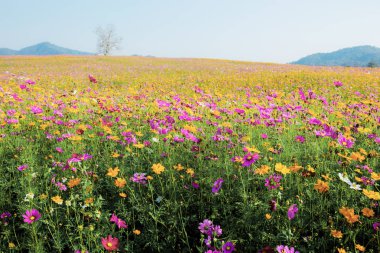 Kışın sahada Kozmos.