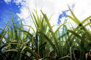 Mavi gökyüzünde şeker kamışı bırakır.