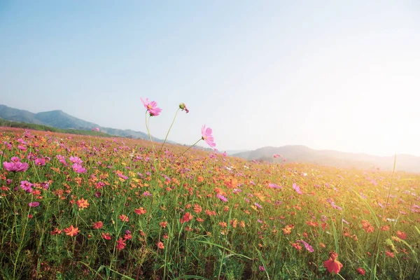 Cosmos on field at sunlight.