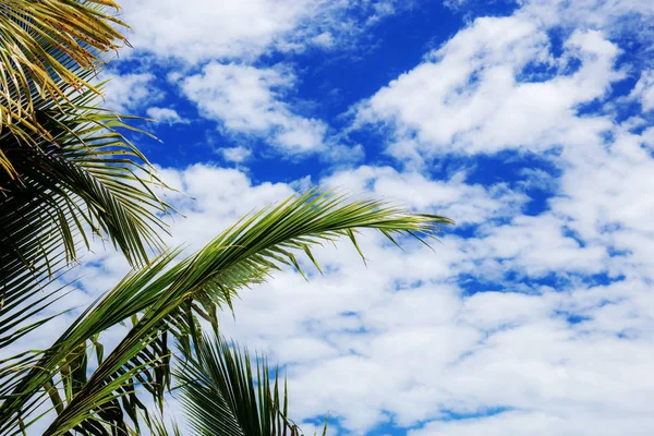 Folhas de palma no céu com luz solar . — Fotografia de Stock