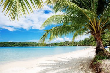 Denizde palmiye ağacı.