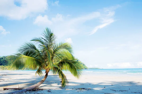 Пальма на піщаному пляжі . — стокове фото