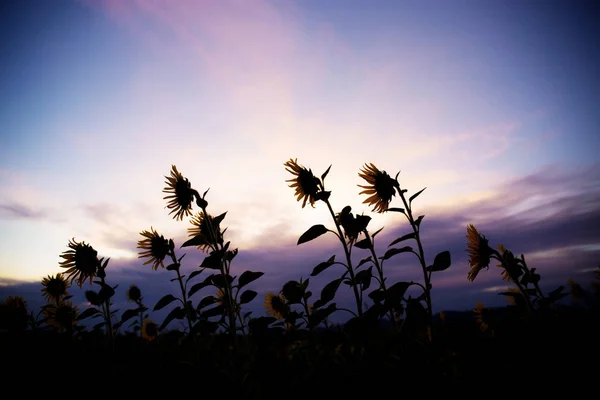 Zonnebloem op veld bij zonsondergang. — Stockfoto