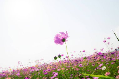 Doğada güzel ile Cosmos.