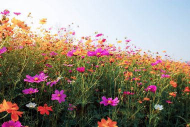 Gün ışığında güzel cosmos.