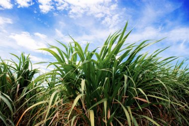 Gökte bulut ile Şeker Kamışı.